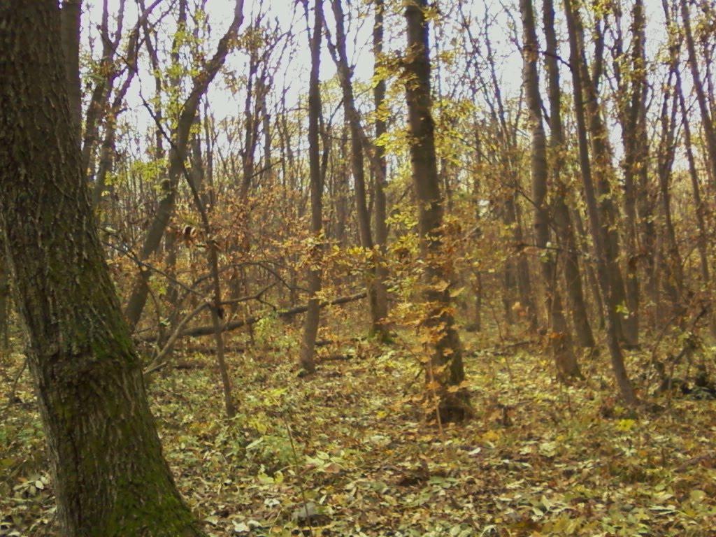 Шнурки з panoramio.com - Шнурки