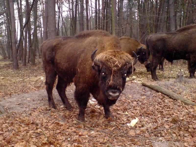 Збруї з panoramio.com - Збруї