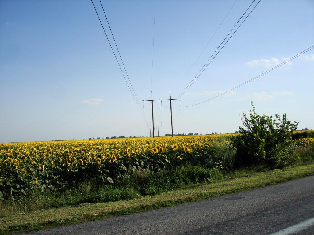 Мала Вільшанка з panoramio.com - Мала Вільшанка