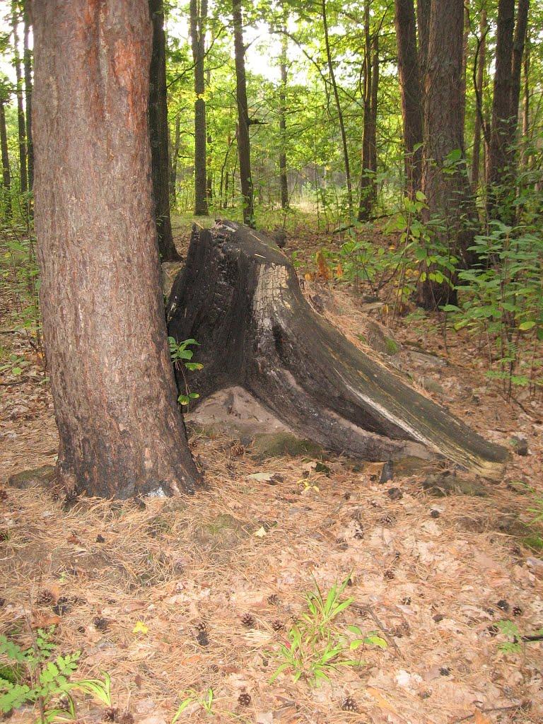 Лісобуда з panoramio.com - Лесобуда