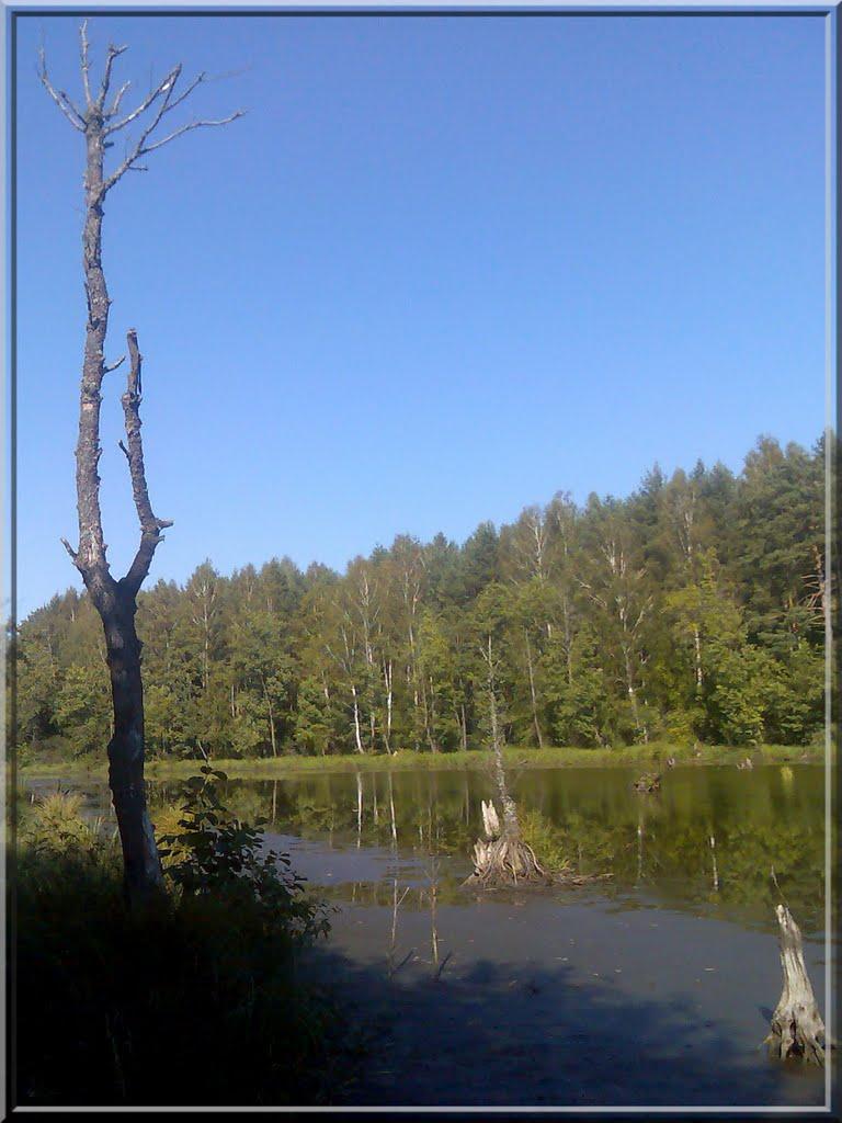 Гута з panoramio.com - Гута