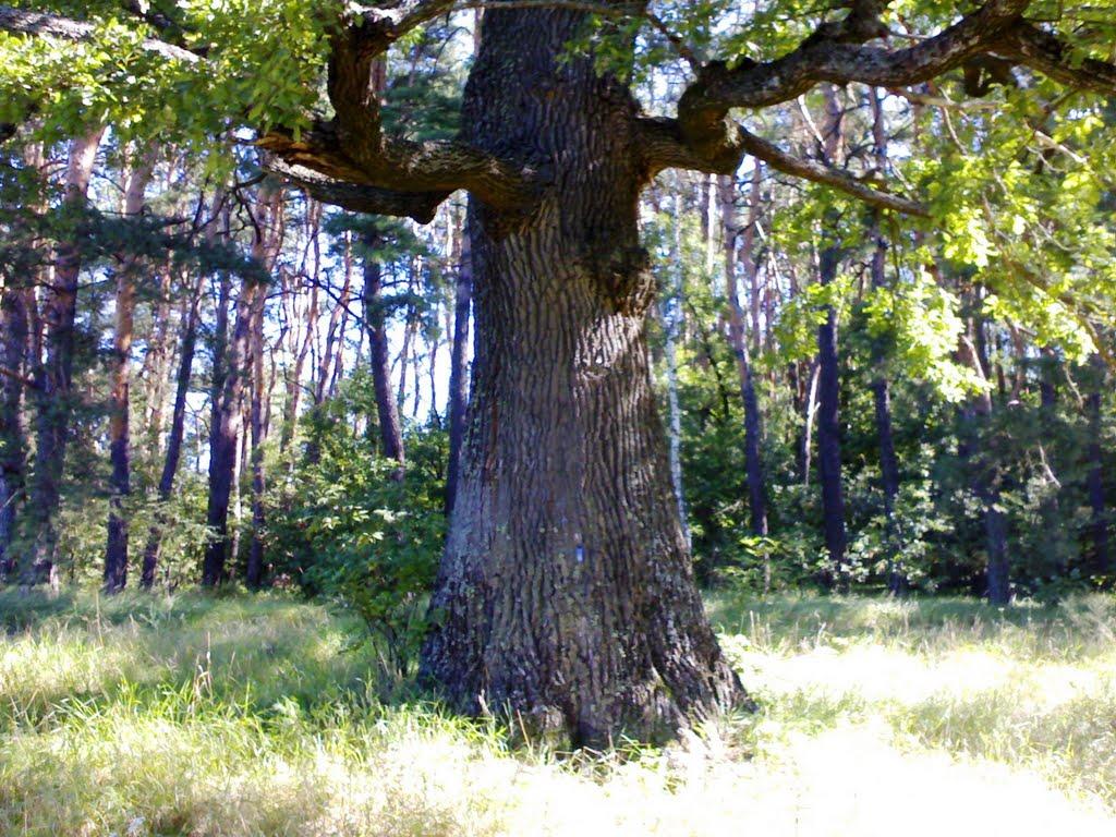 Нові Боровичі з panoramio.com - Нові Боровичі