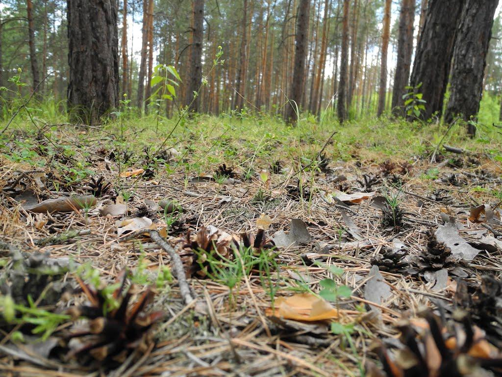 Пархоменко з panoramio.com - Пархоменко