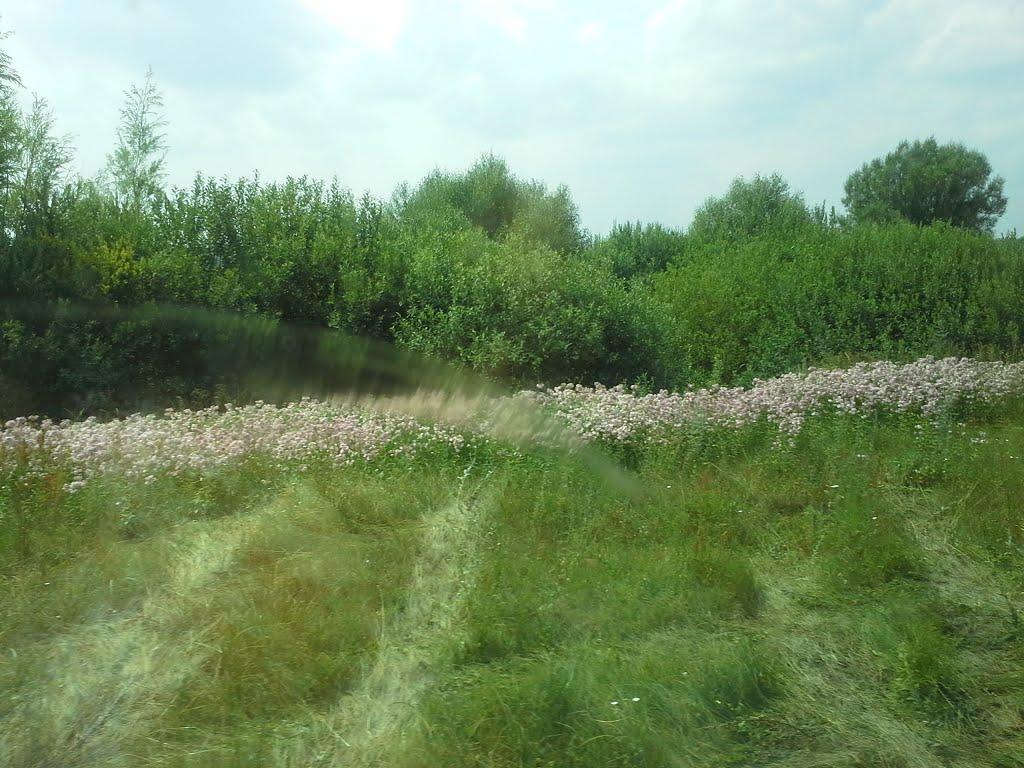 Гайове з panoramio.com - Гайове