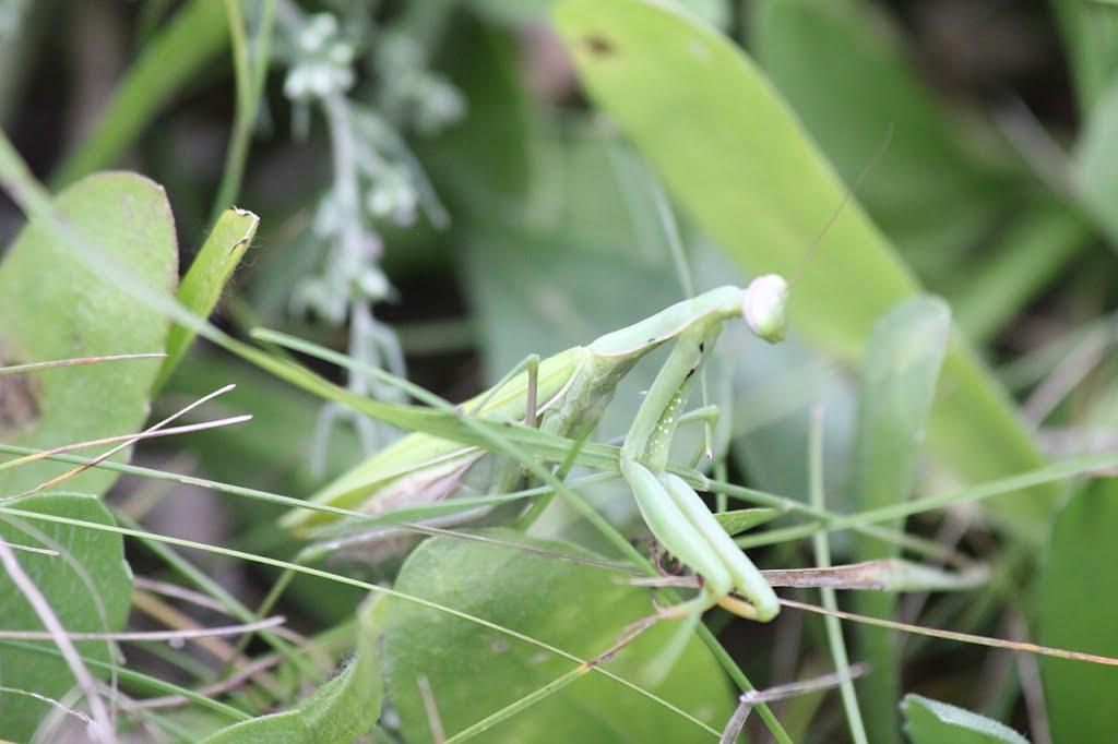 Дніпровське з panoramio.com - Днепровское