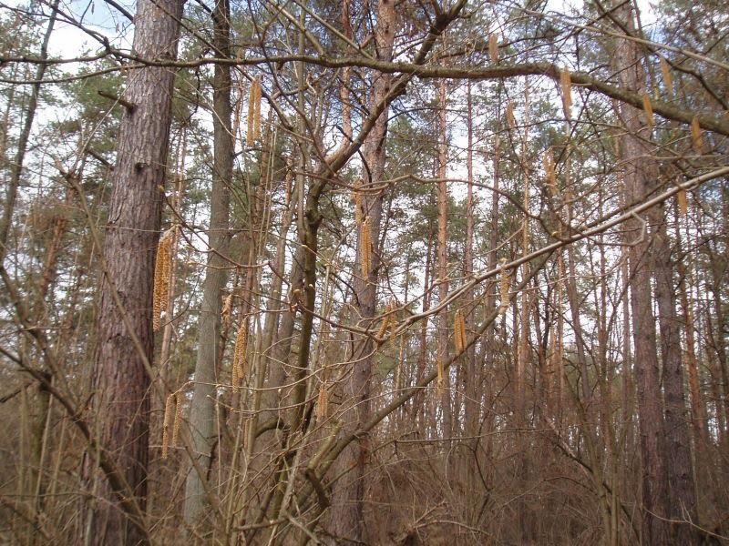 Глухів з panoramio.com - Глухов