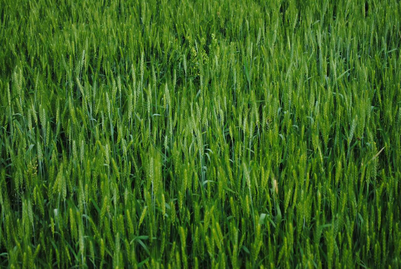 Польові натьорморти - Матвеевка