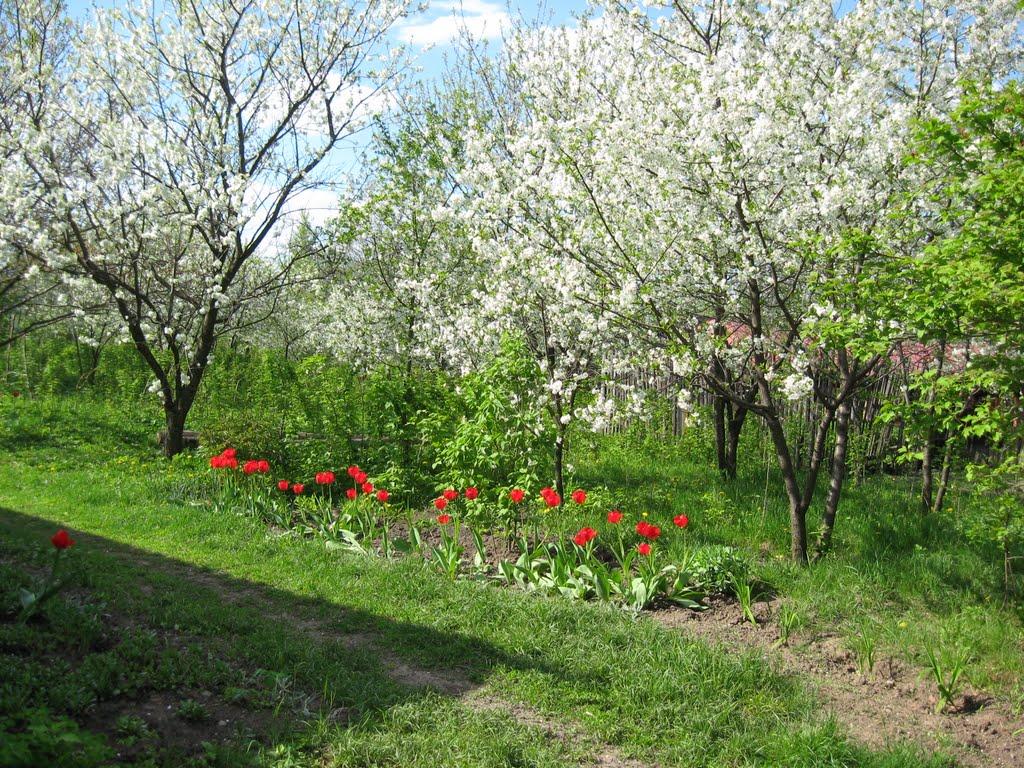 Петренкове з panoramio.com - Petrenkove