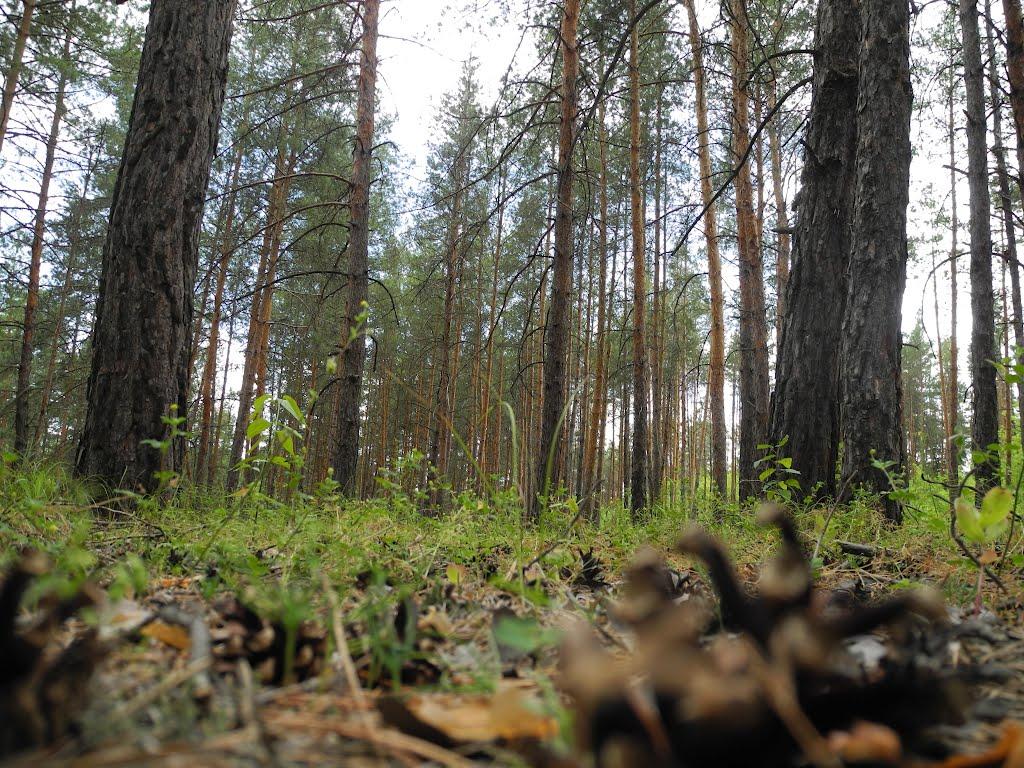 Пархоменко з panoramio.com - Пархоменко