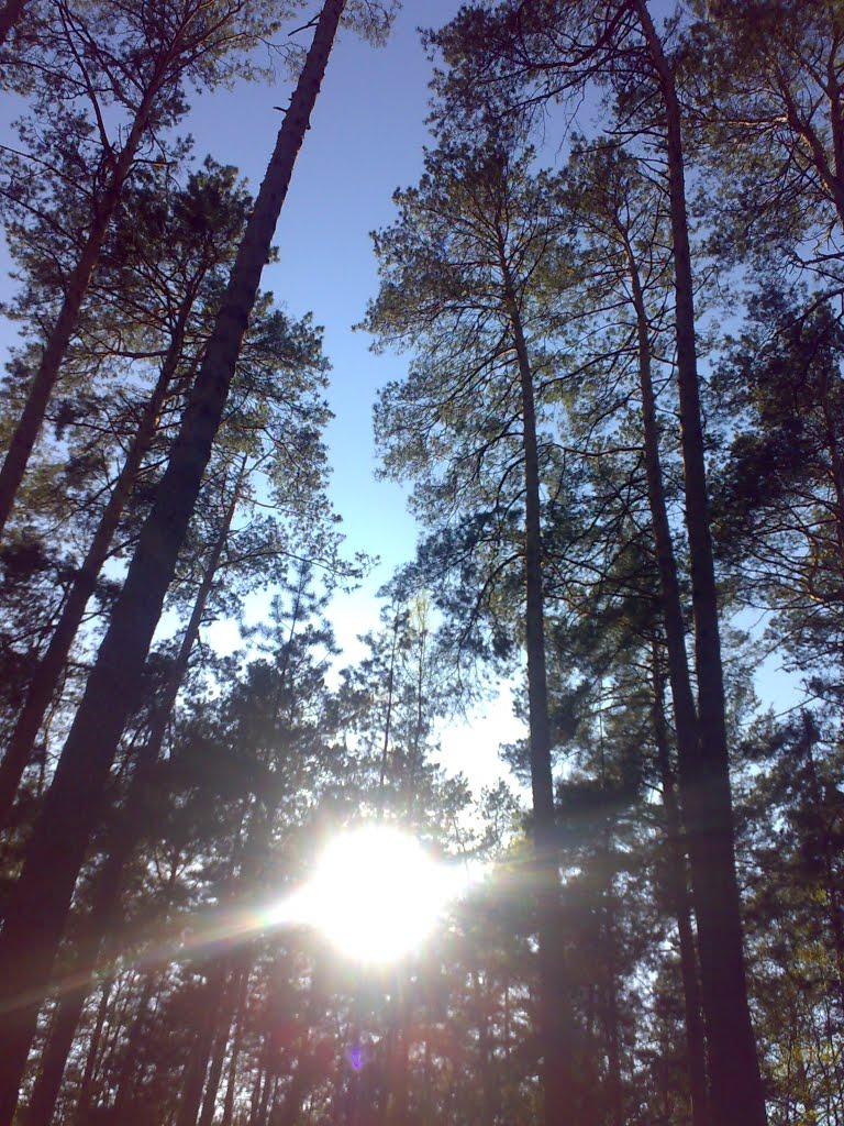 Діброво-Ленінське з panoramio.com - Дубраво-Ленинское