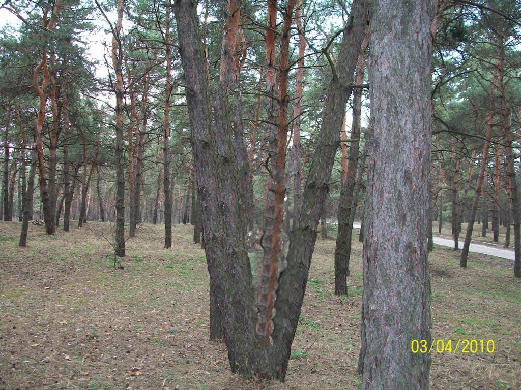 Канівське з panoramio.com - Каневское