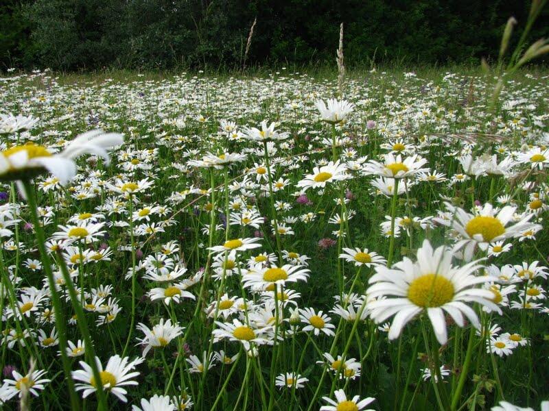 Бербениці з panoramio.com - Бербениці