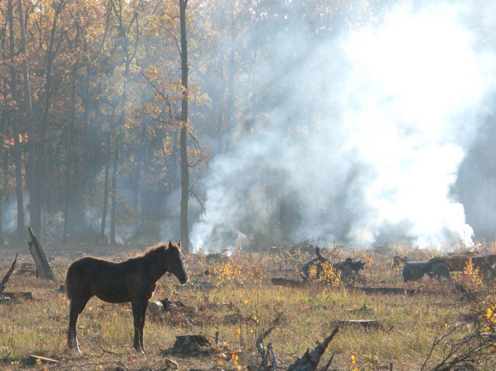 Діброво-Ленінське з panoramio.com - Dibrovo-Leninske