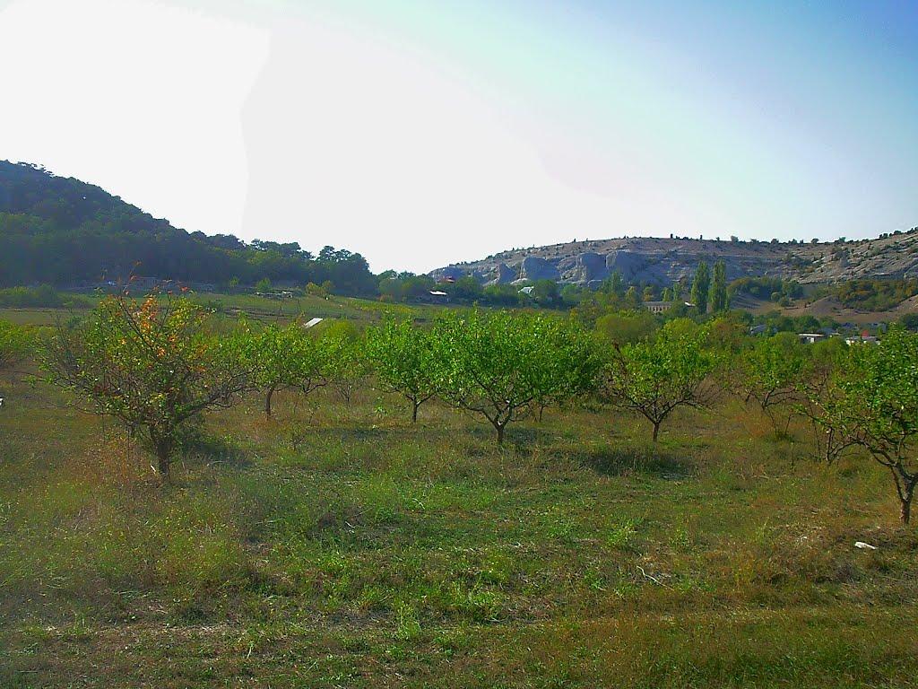 Красний Мак з panoramio.com - Красный Мак