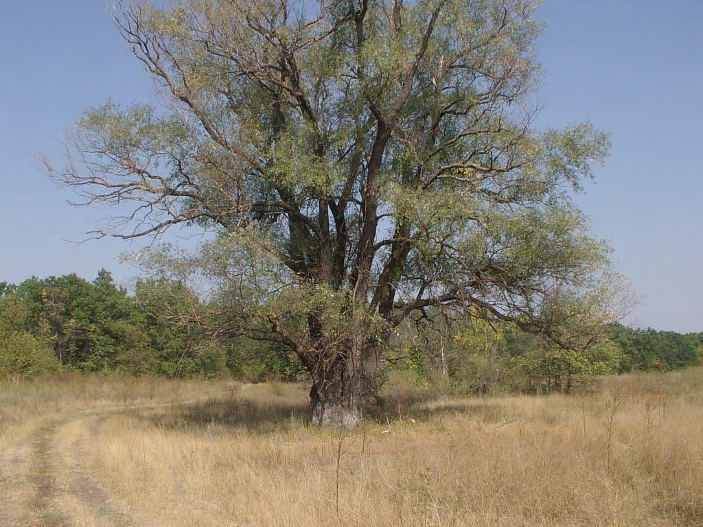 Пархоменко з panoramio.com - Parkhomenko