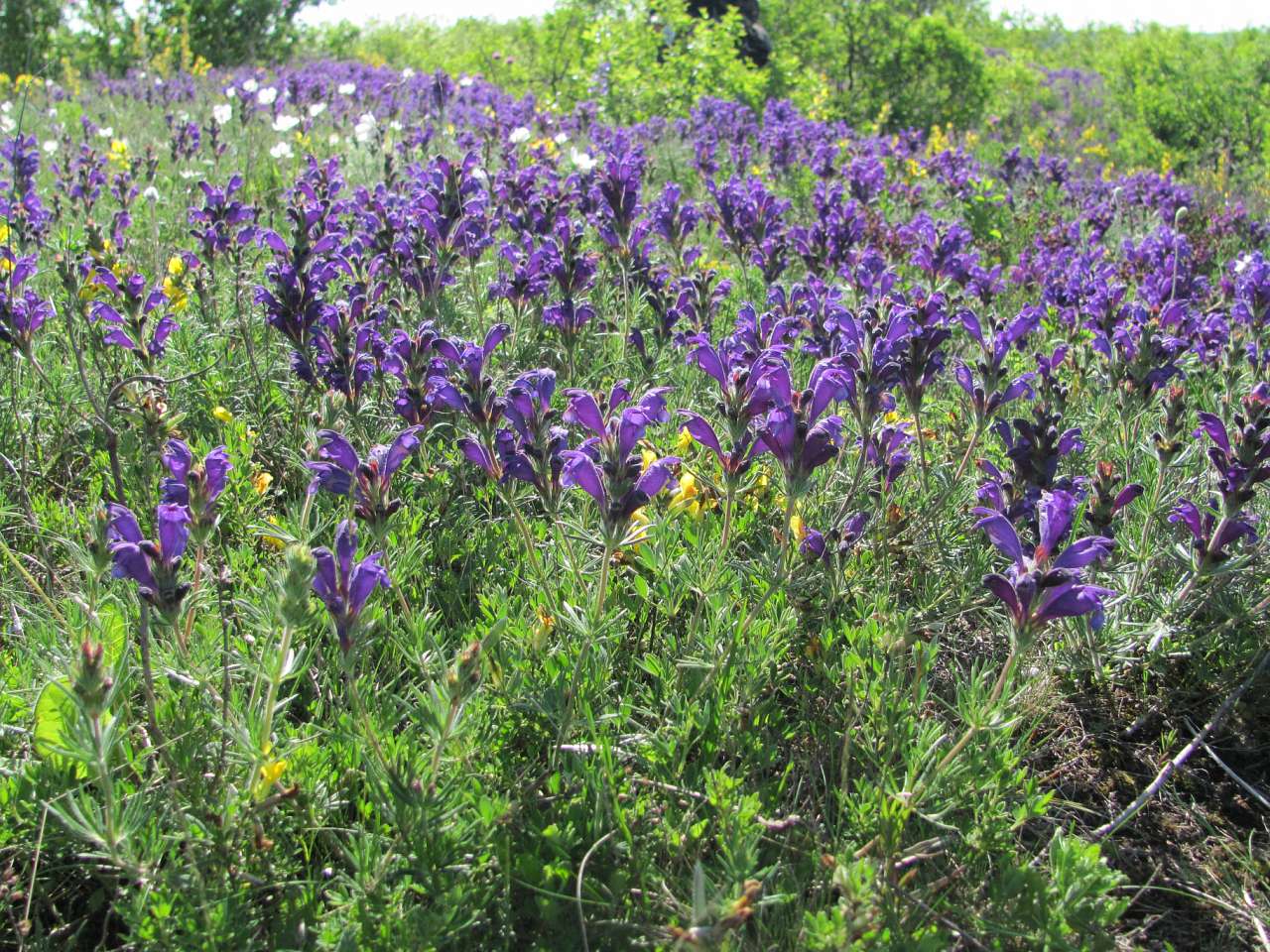 природа - Городница