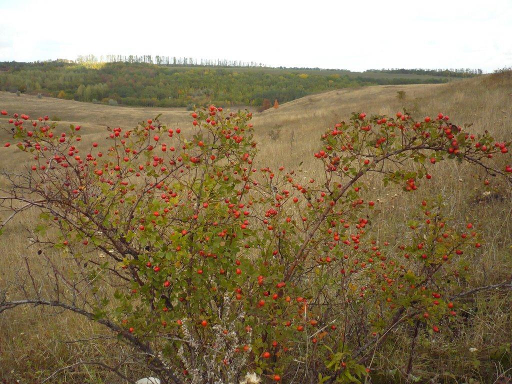 Заміст з panoramio.com - Замост