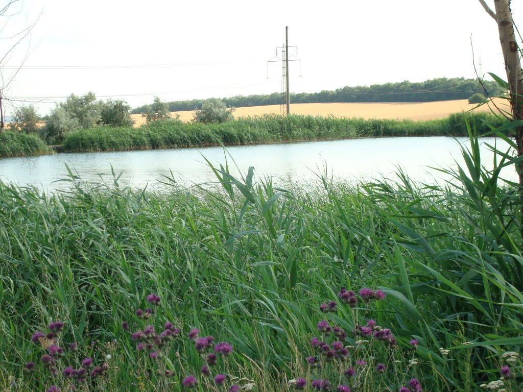 Новотошківське з panoramio.com - Новотошківське