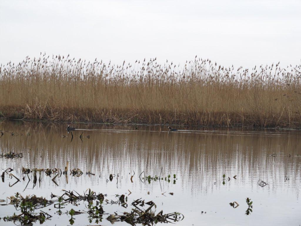 Бубнів з panoramio.com - Bubniv