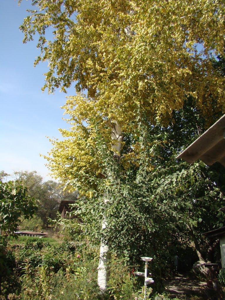 Володарка з panoramio.com - Володарка