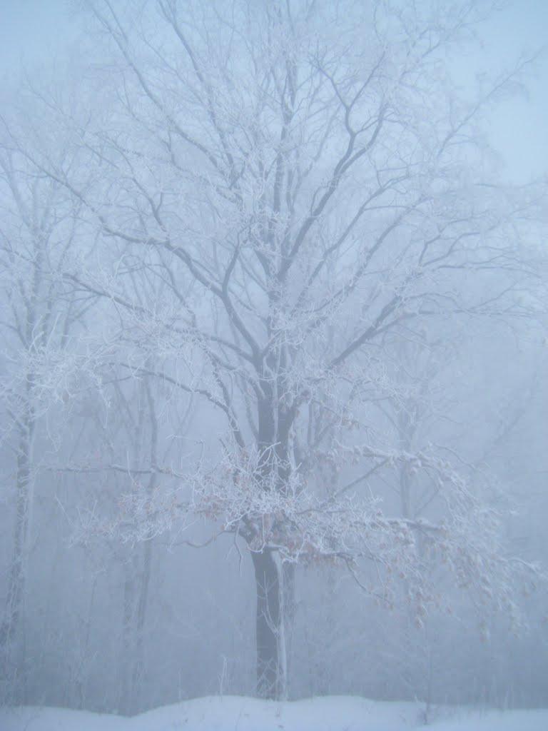 Тарасівці з panoramio.com - Тарасівці