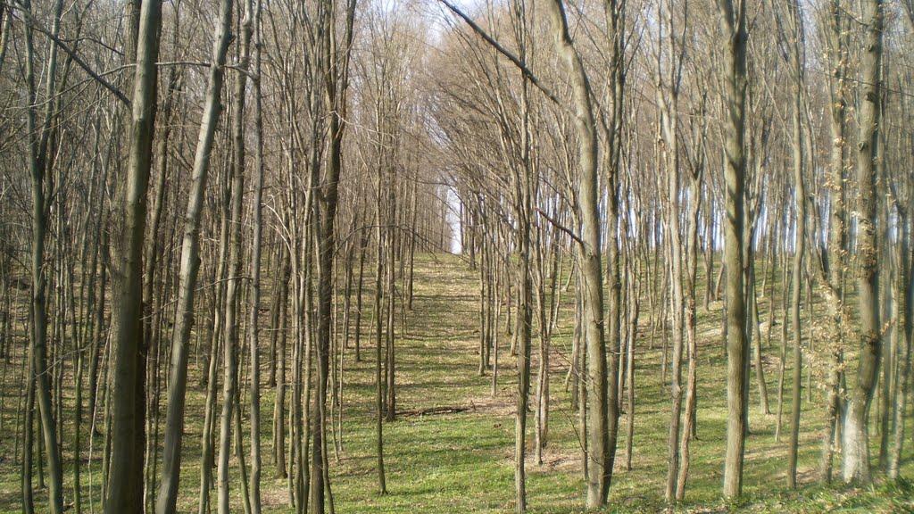 Кам'янка з panoramio.com - Каменка