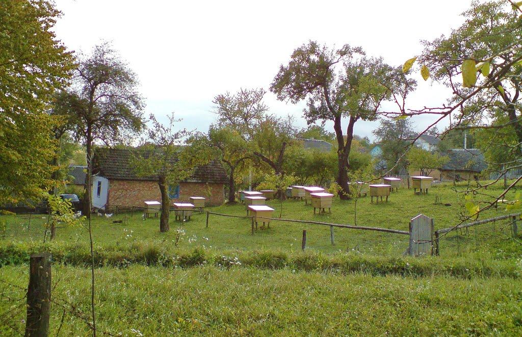 Дуляби з panoramio.com - Дулябы