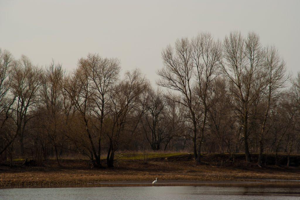 Кривуші з panoramio.com - Kryvushi