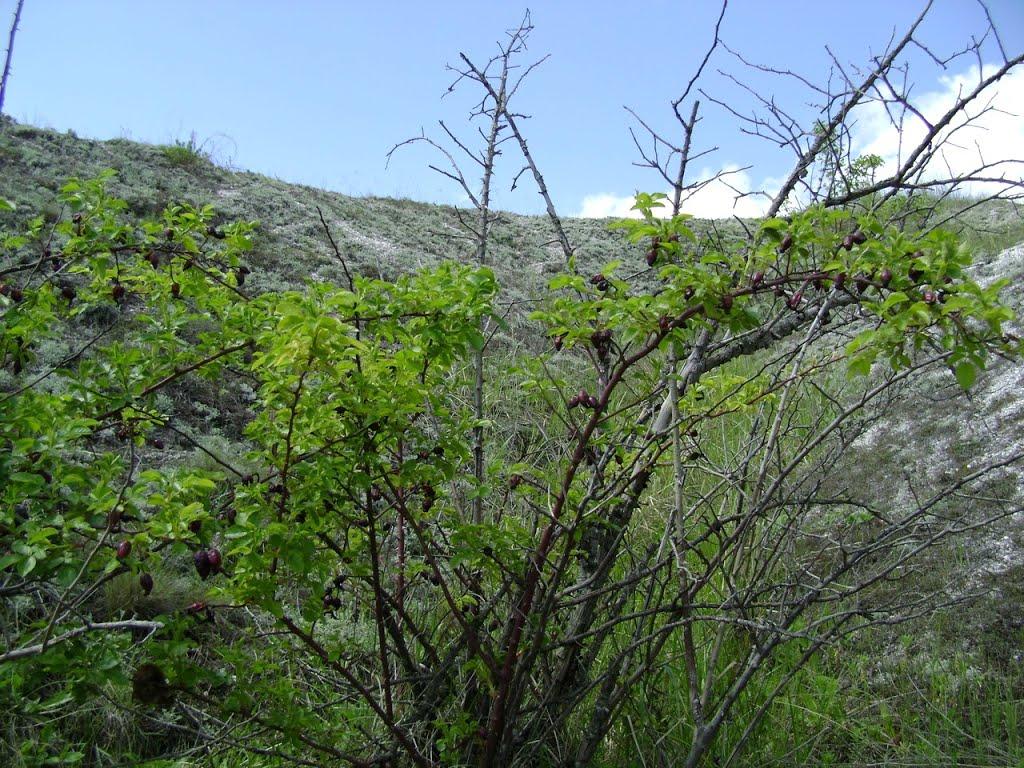 Лозне з panoramio.com - Лозное