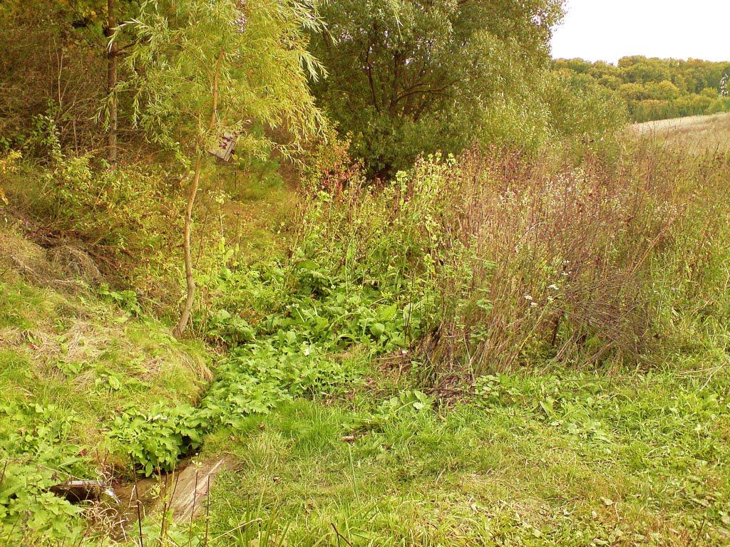 Дуляби з panoramio.com - Дулябы