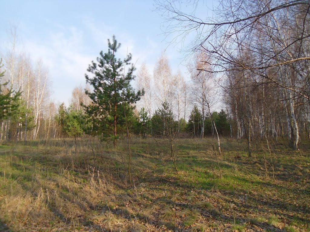 Кунцеве з panoramio.com - Кунцеве