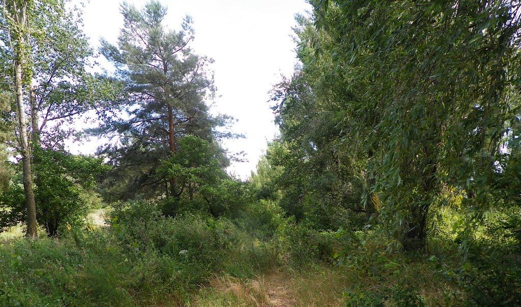 Чапаєвка з panoramio.com - Чапаевка