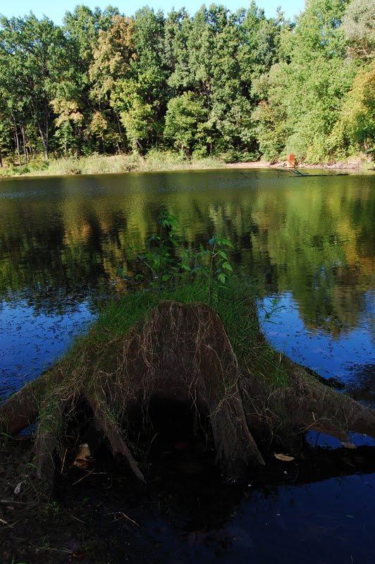 Суха Гомільша з panoramio.com - Сухая Гомольша