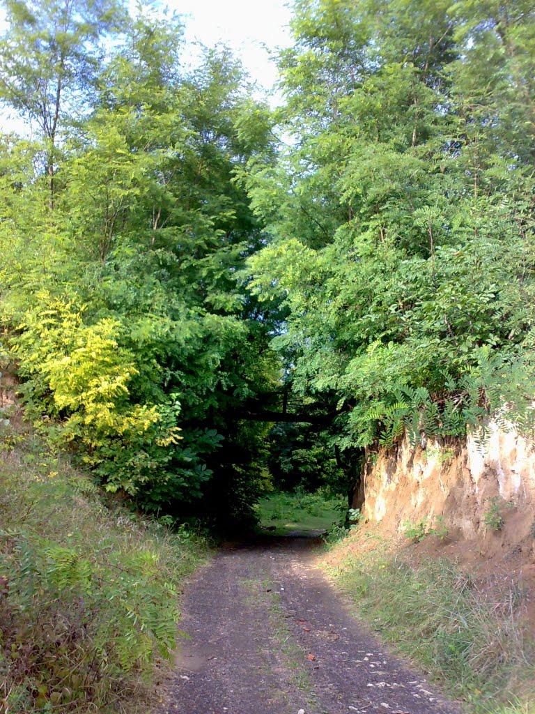 Миньківці з panoramio.com - Mynkivtsi