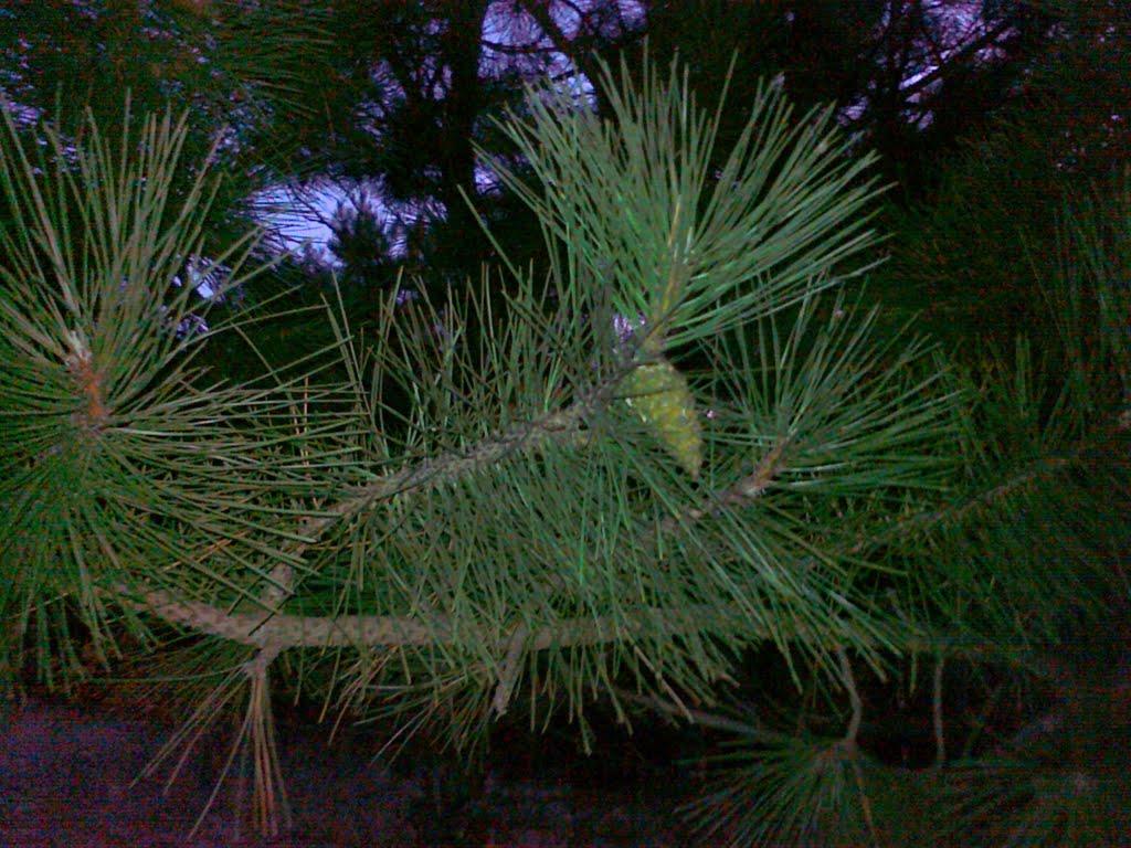 Перемога з panoramio.com