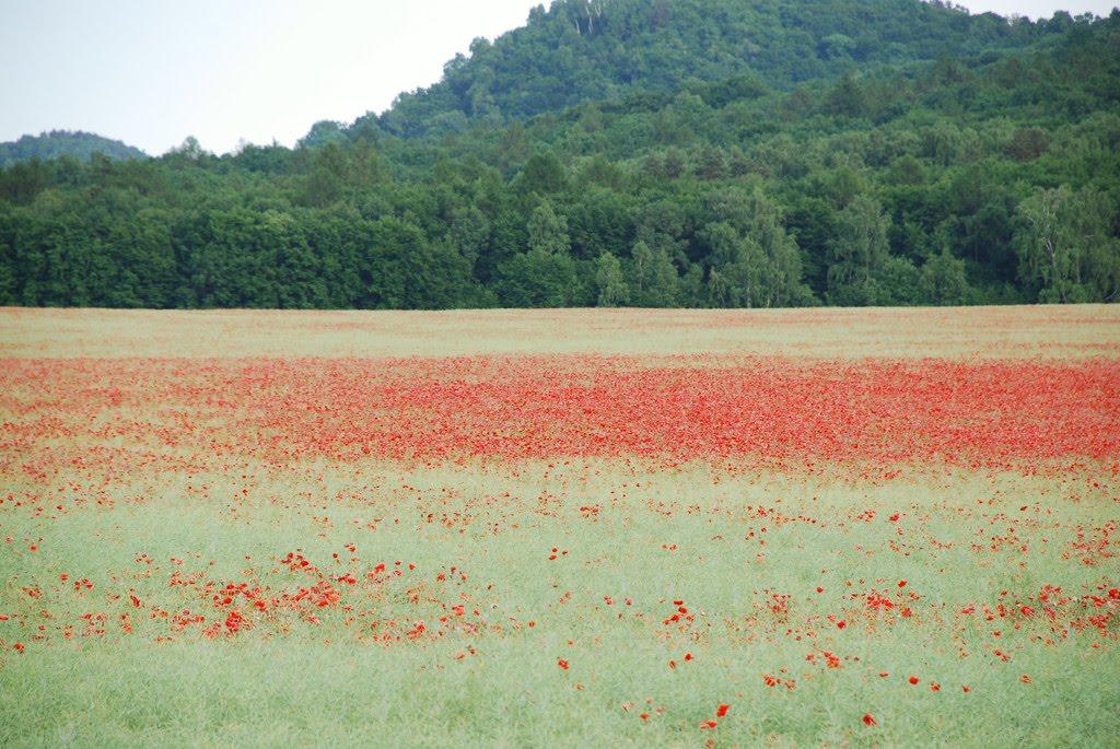 Радянське з panoramio.com - Radyanske