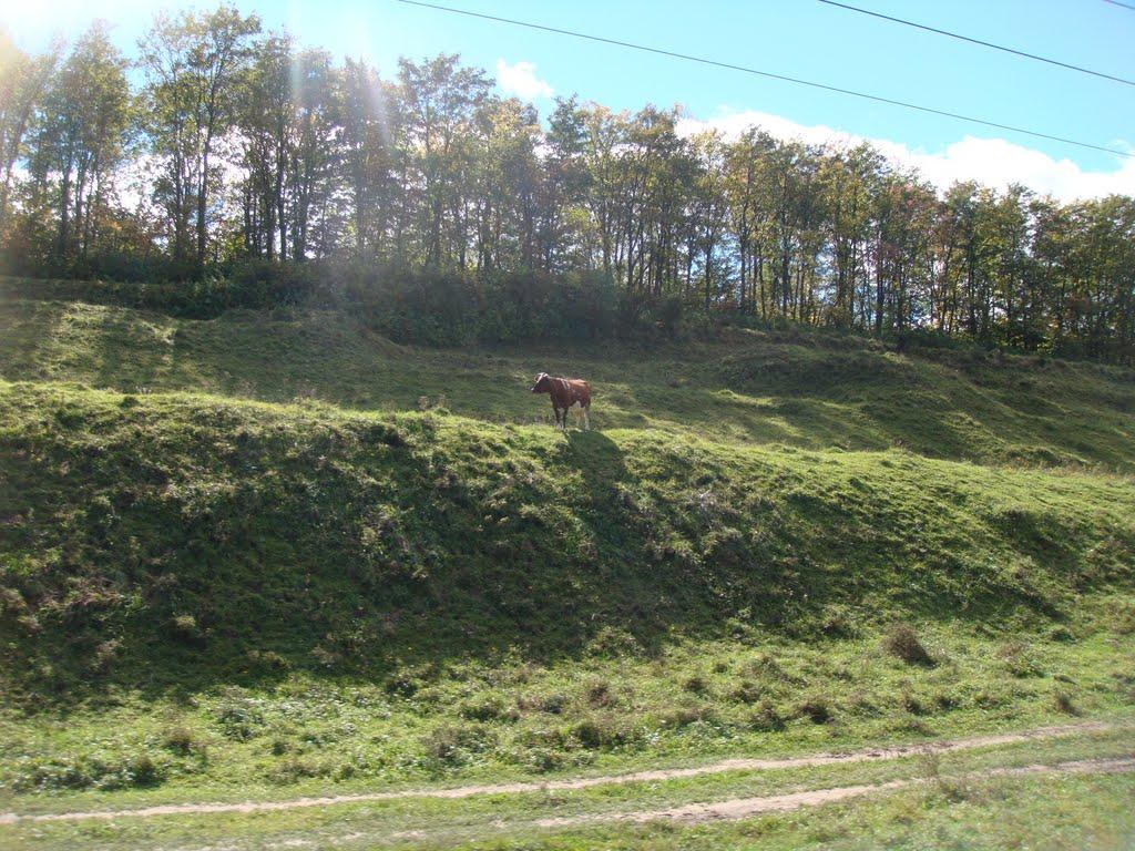 Мислова з panoramio.com - Myslova