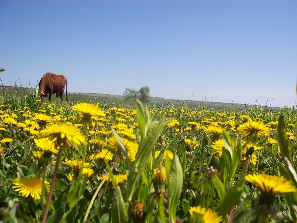 Ананьїв з panoramio.com - Ананьїв