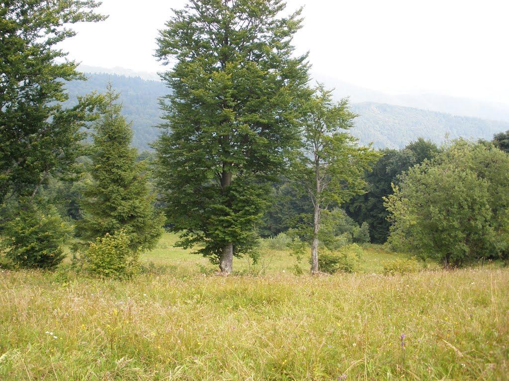 Домашин з panoramio.com - Домашин