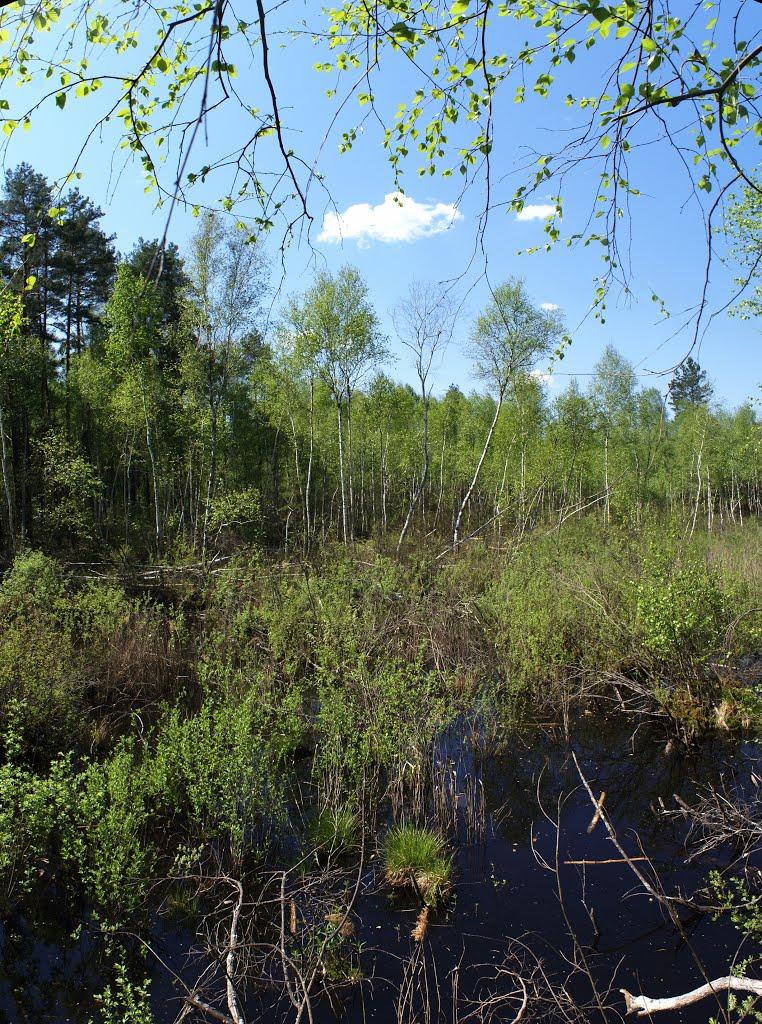 Чернещина з panoramio.com - Чернещина