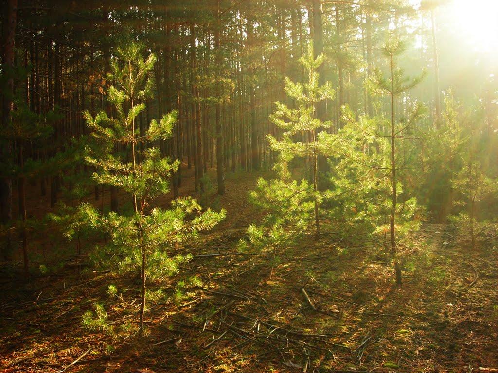 Медведівка з panoramio.com - Медведівка