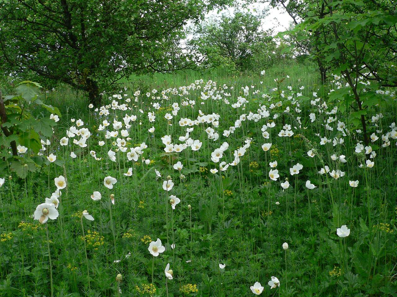 краєвиди - Паївка