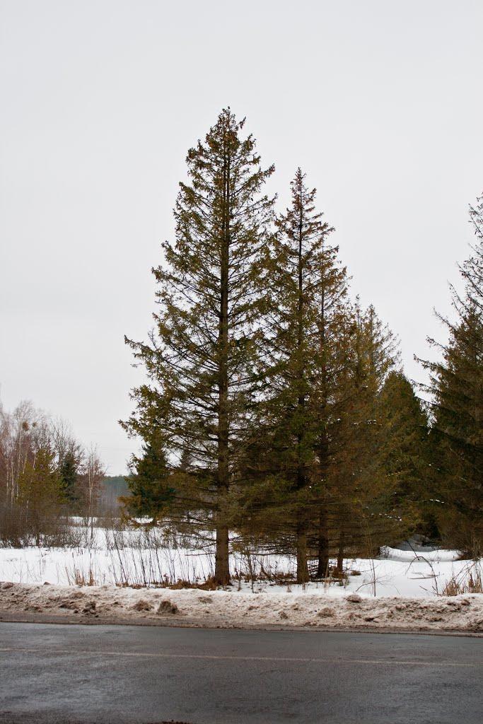 Оконськ з panoramio.com - Оконськ