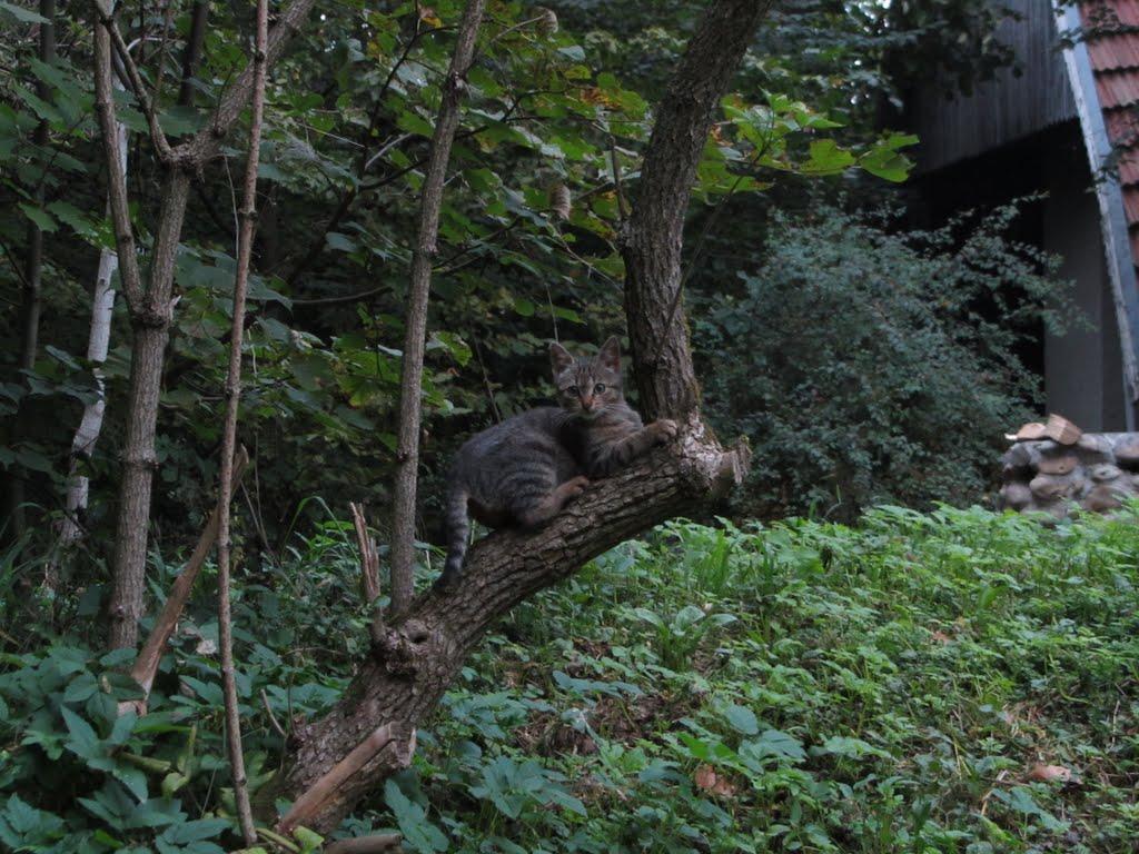 Підгір'я з panoramio.com - Подгорье