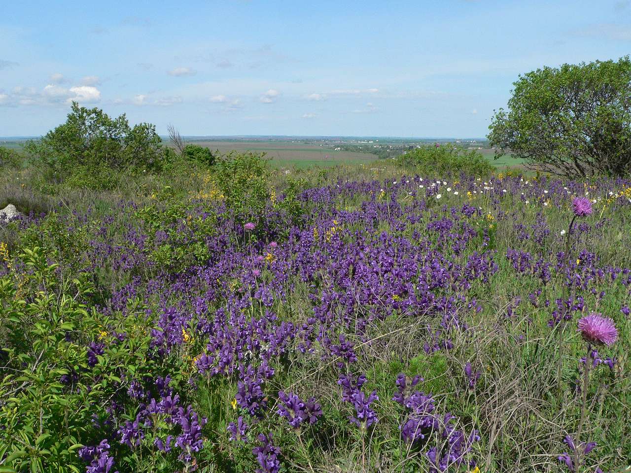 природа - Gorodnytsya