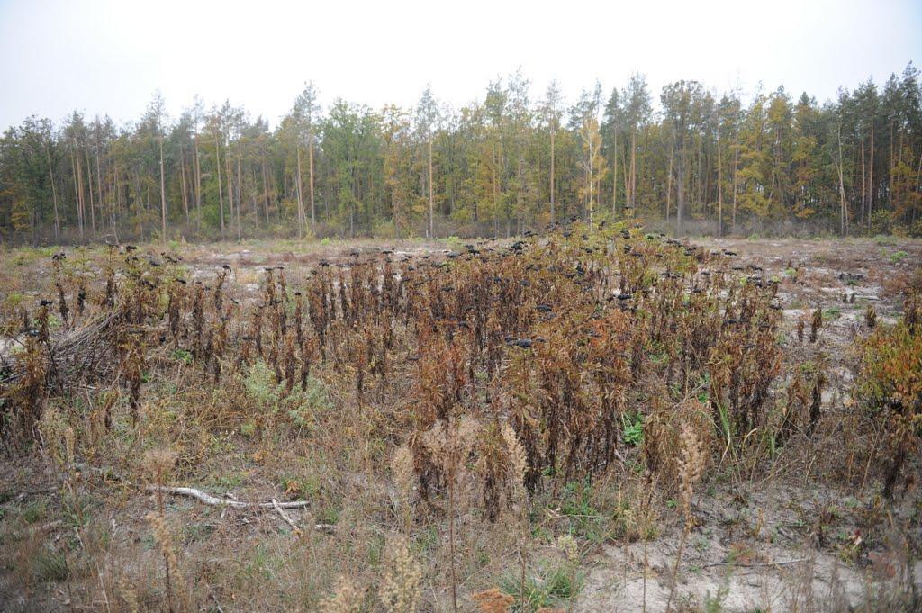 Нехворощ з panoramio.com - Нехворощ