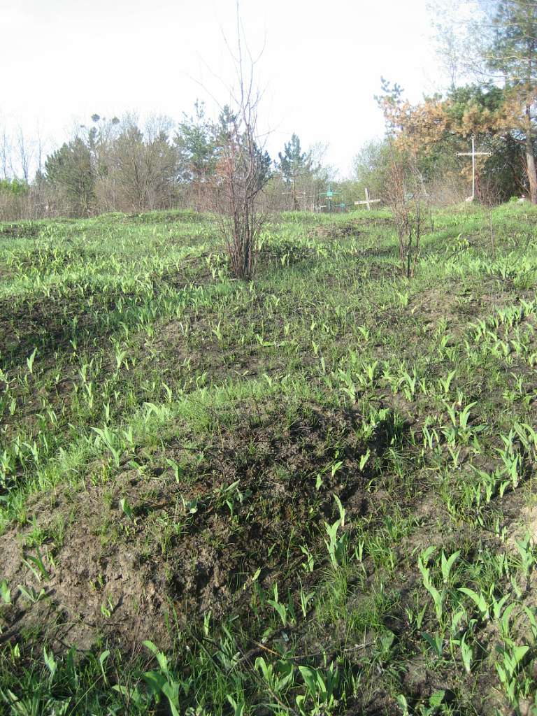 Северинівка - Severynivka