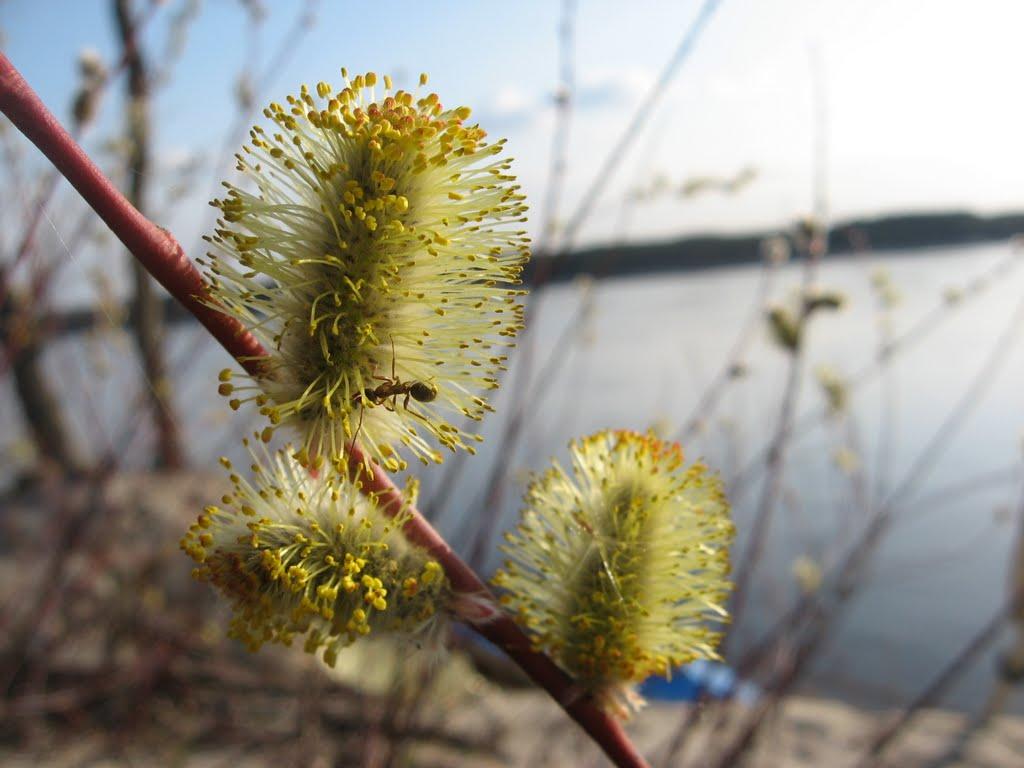 Лозівок з panoramio.com - Лозовок