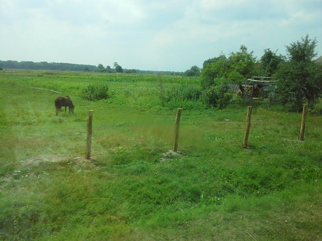 Гайове з panoramio.com - Гайове
