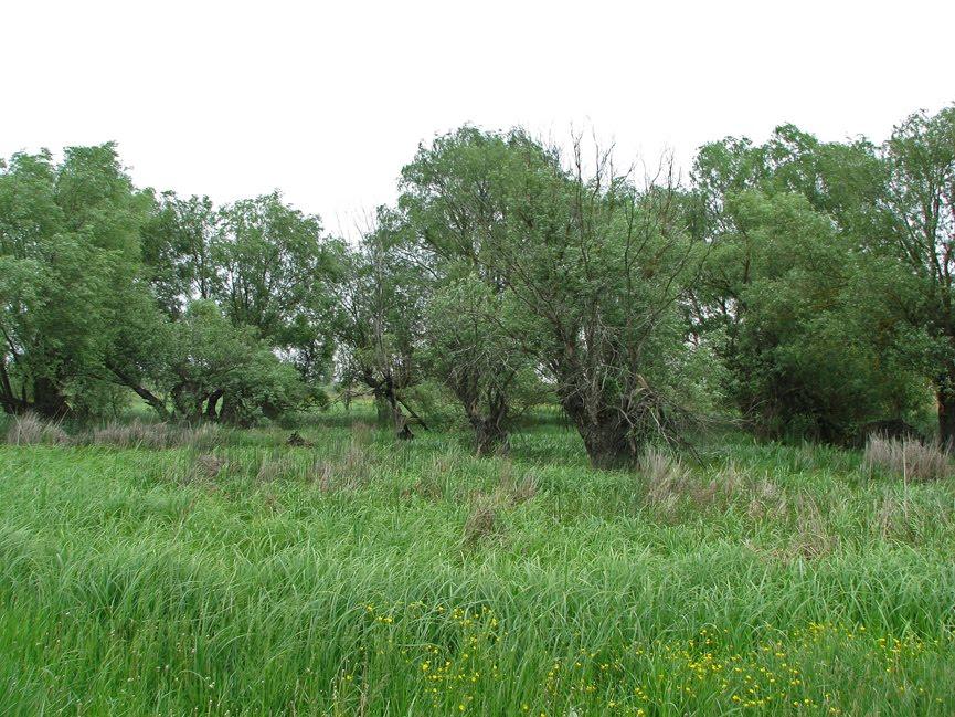 Шилівка з panoramio.com - Шиловка